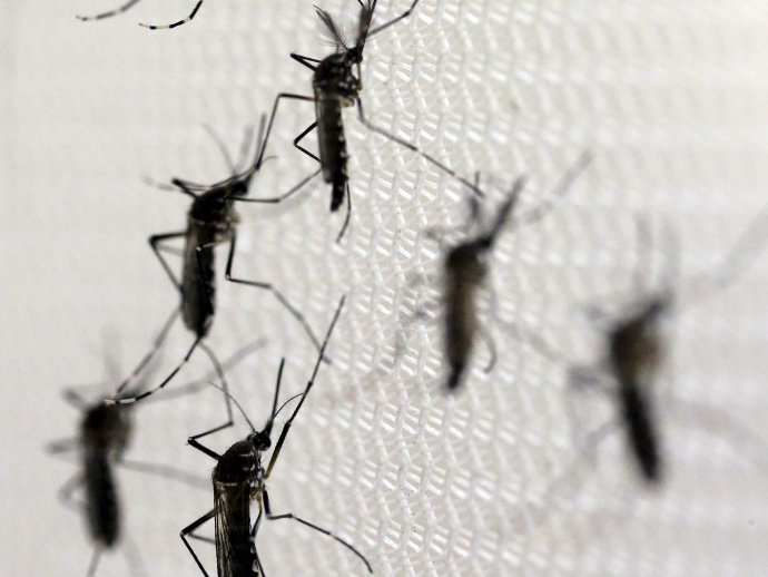 alx_mosquito-aedes-aegypti