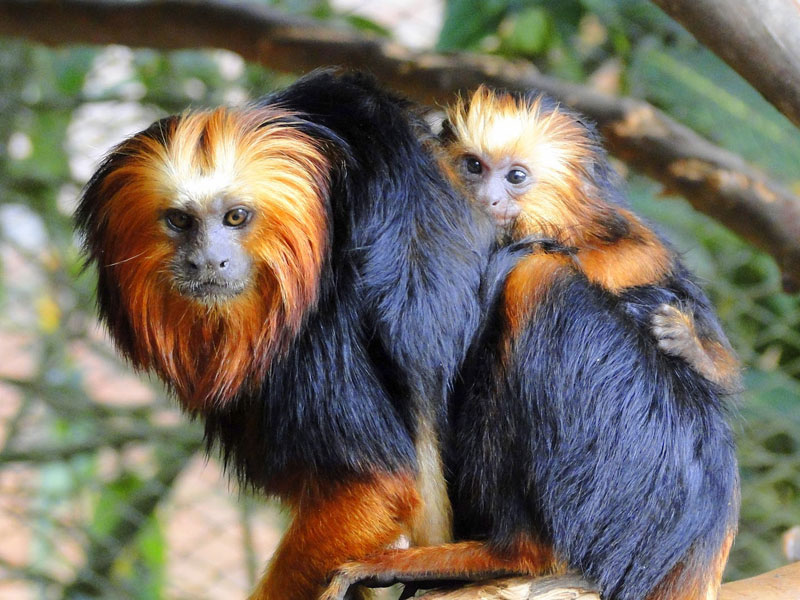 Imagem Associação Mico-Leão-Dourado